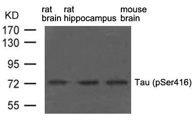 Rabbit Polyclonal Antibody to Tau(phospho-Ser416)