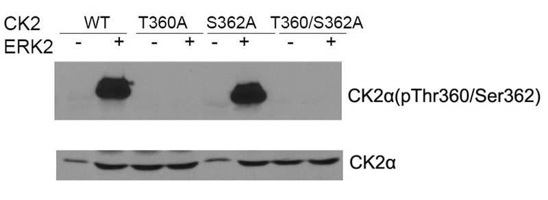 Rabbit Polyclonal Antibody to CK2a(phospho-Thr360/Ser362)