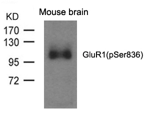 Rabbit Polyclonal Antibody to GluR1(phospho-Ser836)