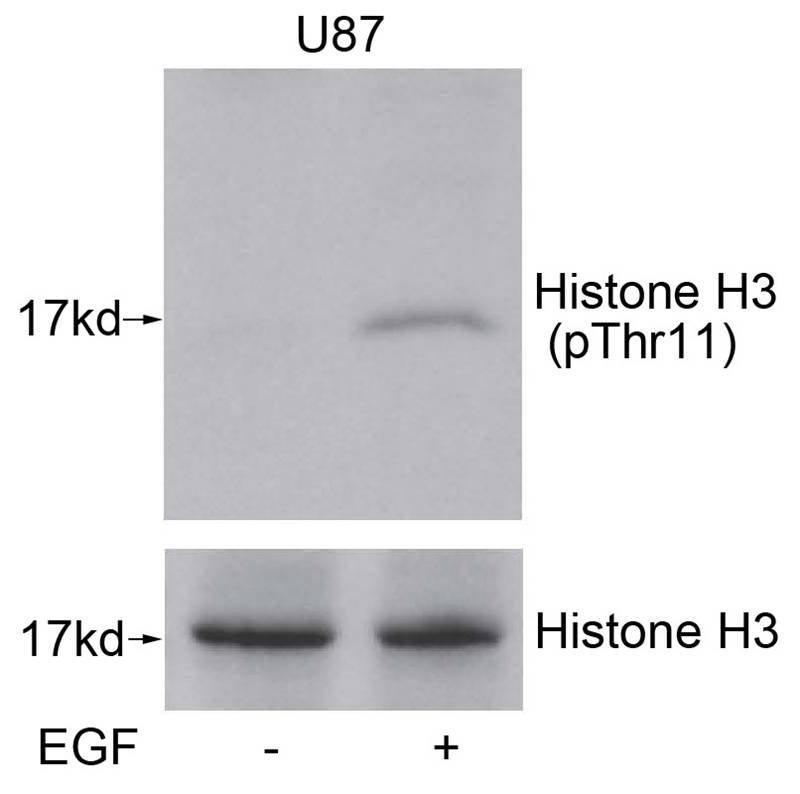 Rabbit Polyclonal Antibody to Histone H3(Phospho-Thr11)