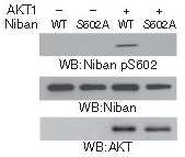 Rabbit Polyclonal Antibody to Niban(Phospho-Ser602)