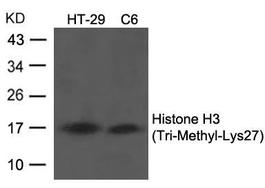 Rabbit Polyclonal Antibody to Histone H3 (Tri-Methyl-Lys27)