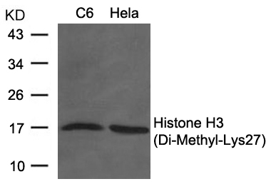 Rabbit Polyclonal Antibody to Histone H3 (Di-Methyl-Lys27)