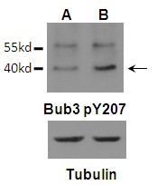 Rabbit Polyclonal Antibody to Bub3 (Phospho-Tyr207)
