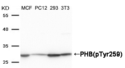 Rabbit Polyclonal Antibody to PHB(Phospho-Tyr259)