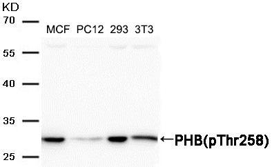 Rabbit Polyclonal Antibody to PHB(Phospho-Thr258)