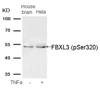 Rabbit Polyclonal Antibody to FBXL3 (Phospho-Ser320)