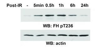 Rabbit Polyclonal Antibody to FH (Phospho-Thr236)