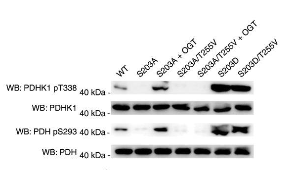 Rabbit Polyclonal Antibody to PDHK1(Phospho-Thr338)