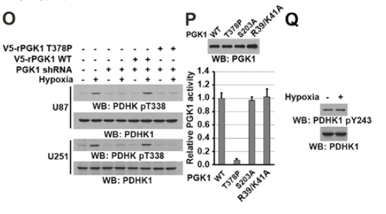 Rabbit Polyclonal Antibody to PDHK1(Phospho-Tyr243)