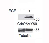 Rabbit Polyclonal Antibody to CDC25A (Phospho-Tyr59)