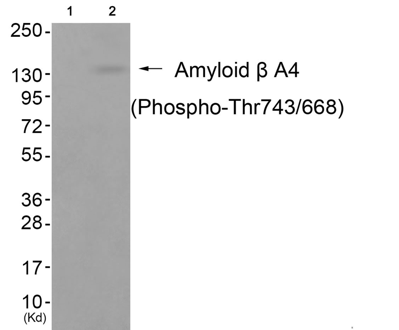 Rabbit Polyclonal Antibody to Amyloid β A4 (Phospho-Thr743/668)