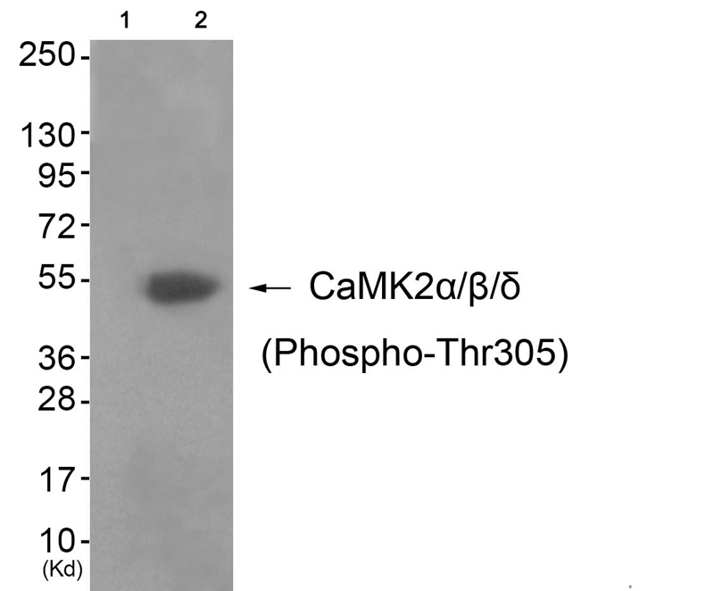 Rabbit Polyclonal Antibody to CaMK2α/β/δ(Phospho-Thr305)