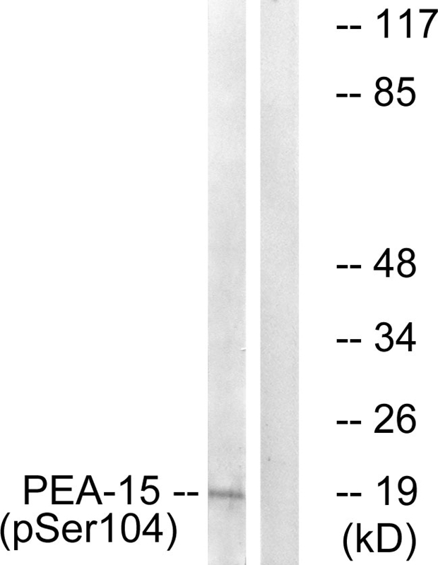 Rabbit Polyclonal Antibody to PEA-15 (Phospho-Ser104)