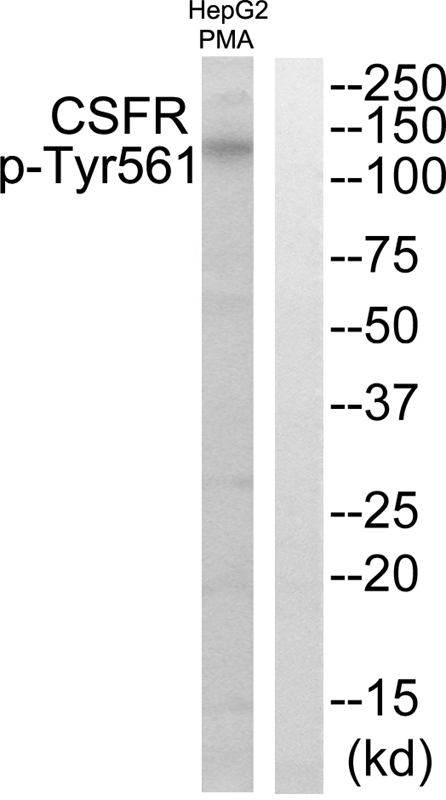 Rabbit Polyclonal Antibody to CSFR (Phospho-Tyr561)