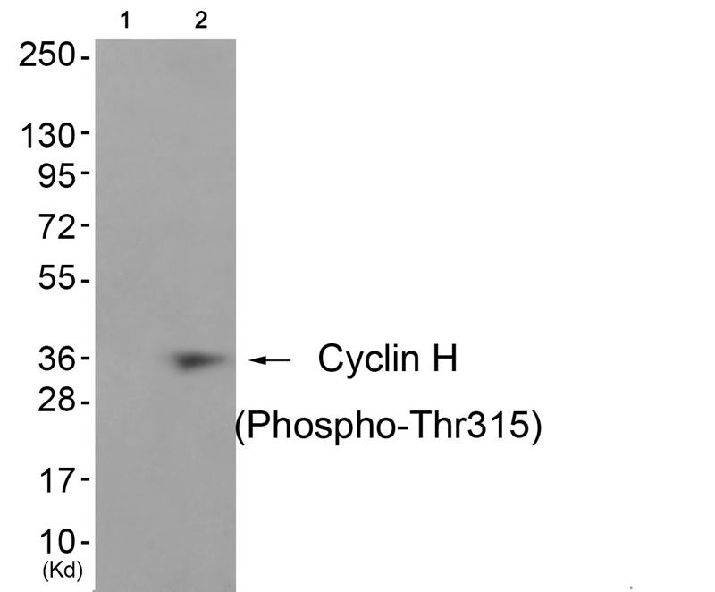 Rabbit Polyclonal Antibody to Cyclin H (Phospho-Thr315)