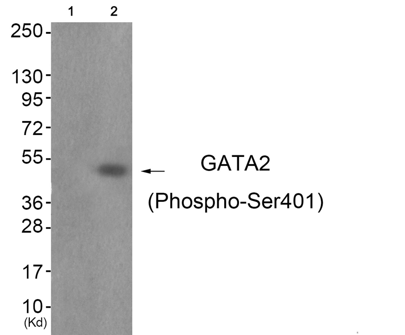 Rabbit Polyclonal Antibody to GATA2 (Phospho-Ser401)