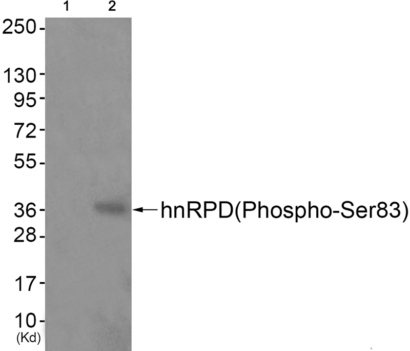 Rabbit Polyclonal Antibody to hnRPD (Phospho-Ser83)