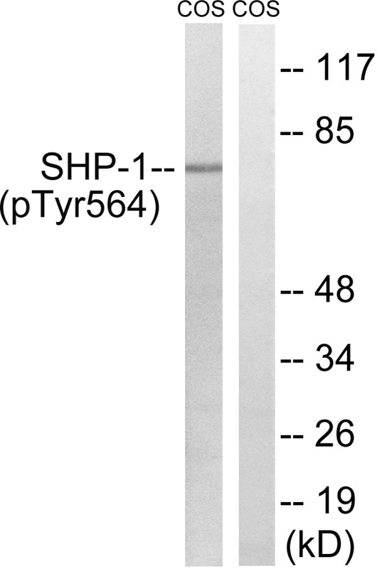 Rabbit Polyclonal Antibody to SHP-1 (Phospho-Tyr564)
