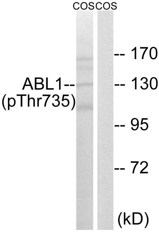 Rabbit Polyclonal Antibody to ABL1 (Phospho-Thr735)