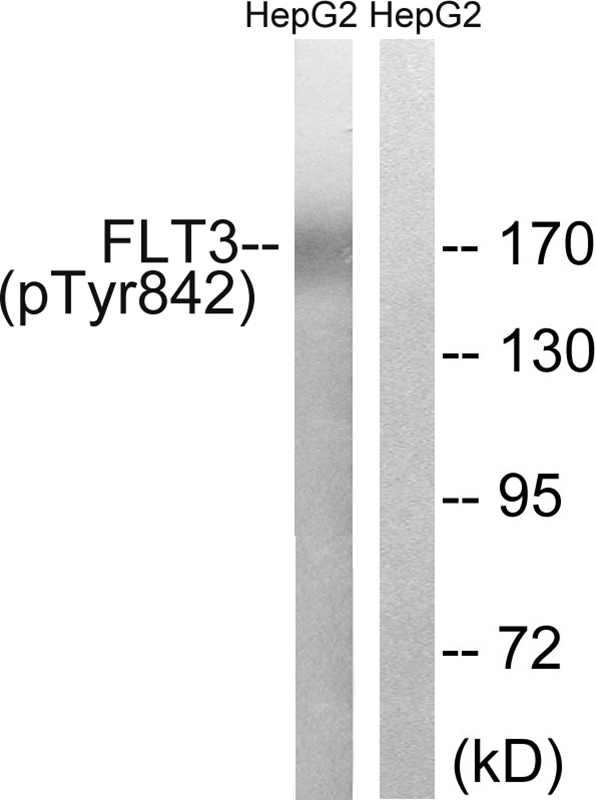 Rabbit Polyclonal Antibody to FLT3 (Phospho-Tyr842)