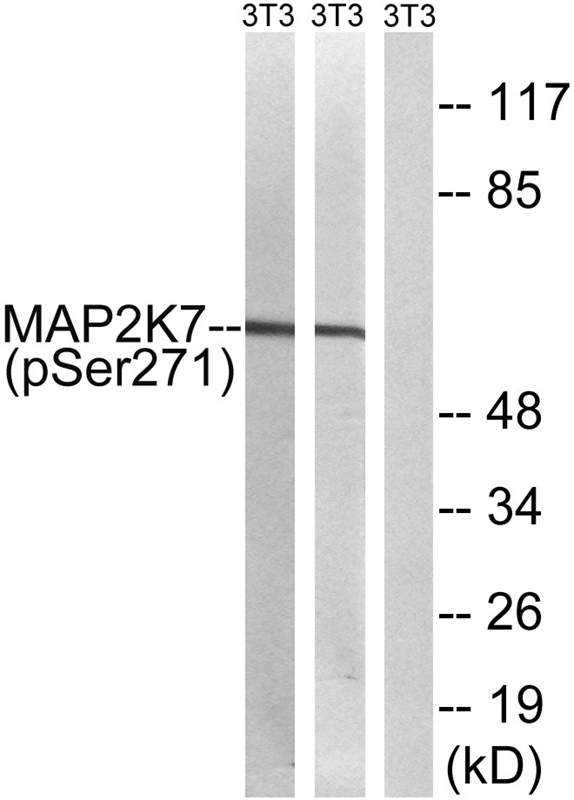 Rabbit Polyclonal Antibody to MAP2K7 (Phospho-Ser271)