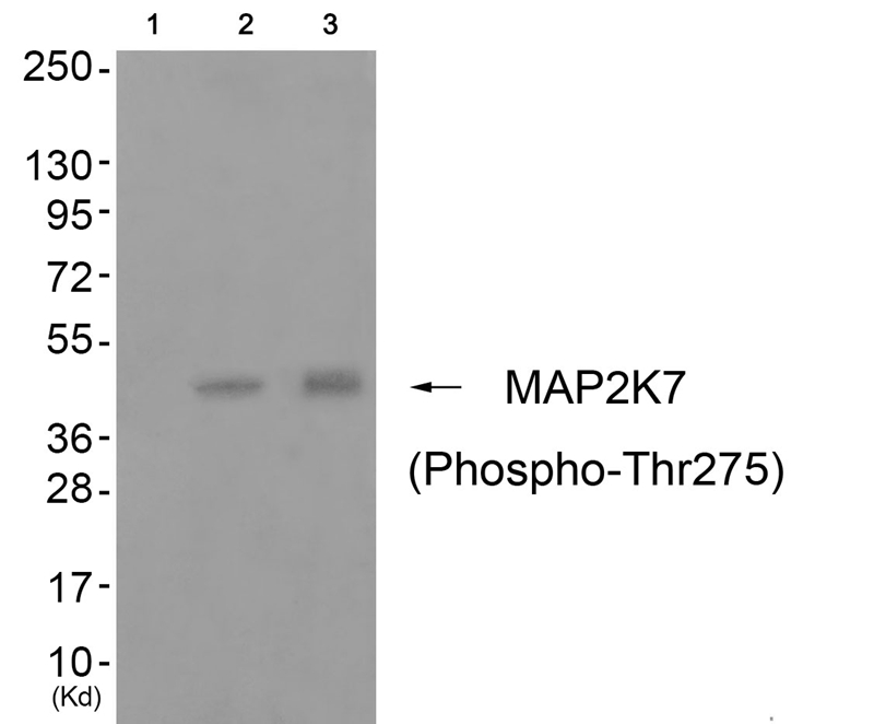 Rabbit Polyclonal Antibody to MAP2K7 (Phospho-Thr275)