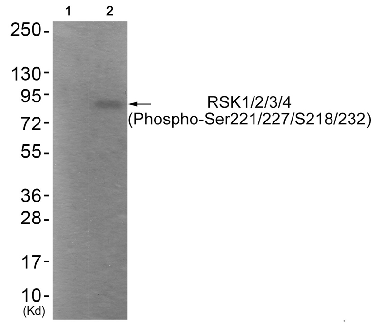 Rabbit Polyclonal Antibody to RSK1/2/3/4 (Phospho-Ser221/227/S218/232)