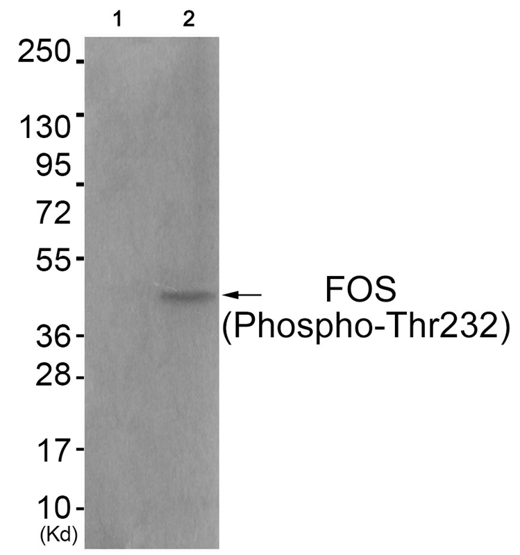 Rabbit Polyclonal Antibody to FOS (Phospho-Thr232)