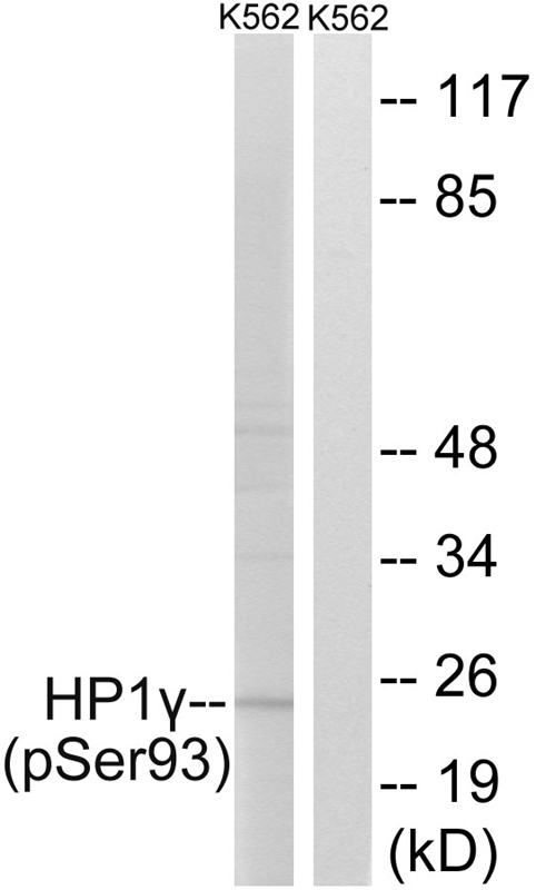 Rabbit Polyclonal Antibody to HP1γ (Phospho-Ser93)