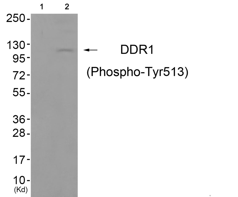 Rabbit Polyclonal Antibody to DDR1 (Phospho-Tyr513)