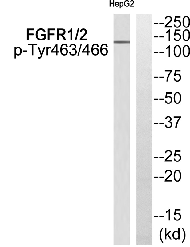 Rabbit Polyclonal Antibody to FGFR1/2 (Phospho-Tyr463/466)