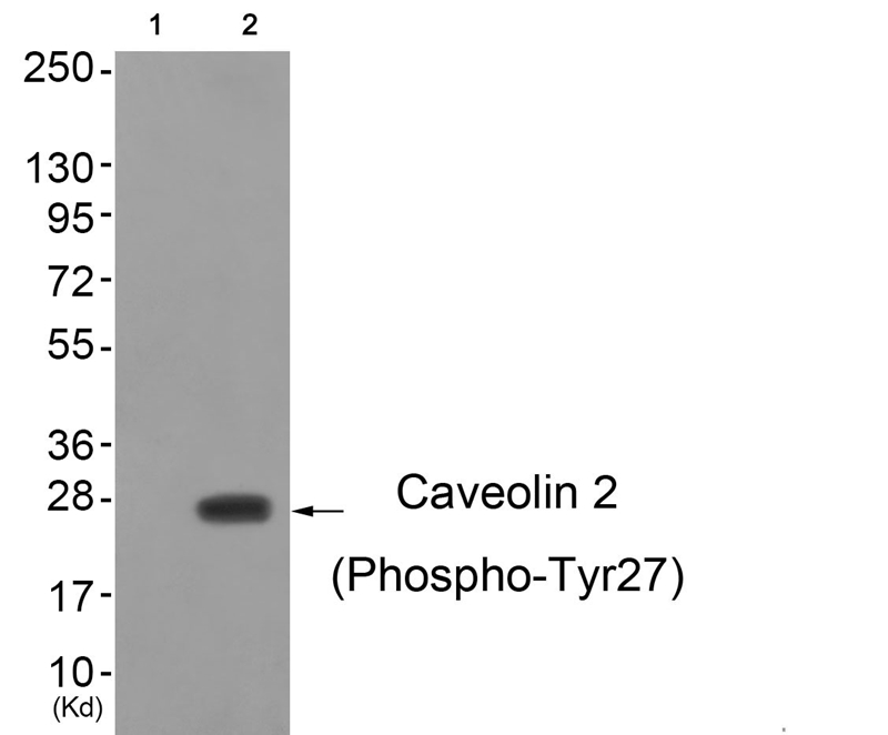 Rabbit Polyclonal Antibody to Caveolin 2 (Phospho-Tyr27)