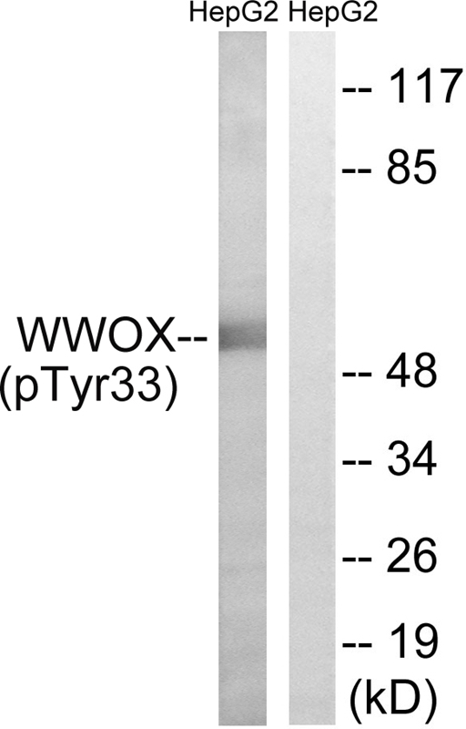 Rabbit Polyclonal Antibody to WWOX (Phospho-Tyr33)