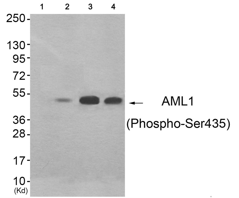 Rabbit Polyclonal Antibody to AML1 (Phospho-Ser435)
