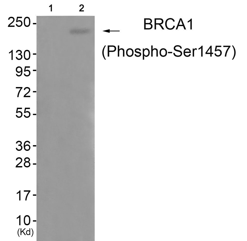 Rabbit Polyclonal Antibody to BRCA1 (Phospho-Ser1457)