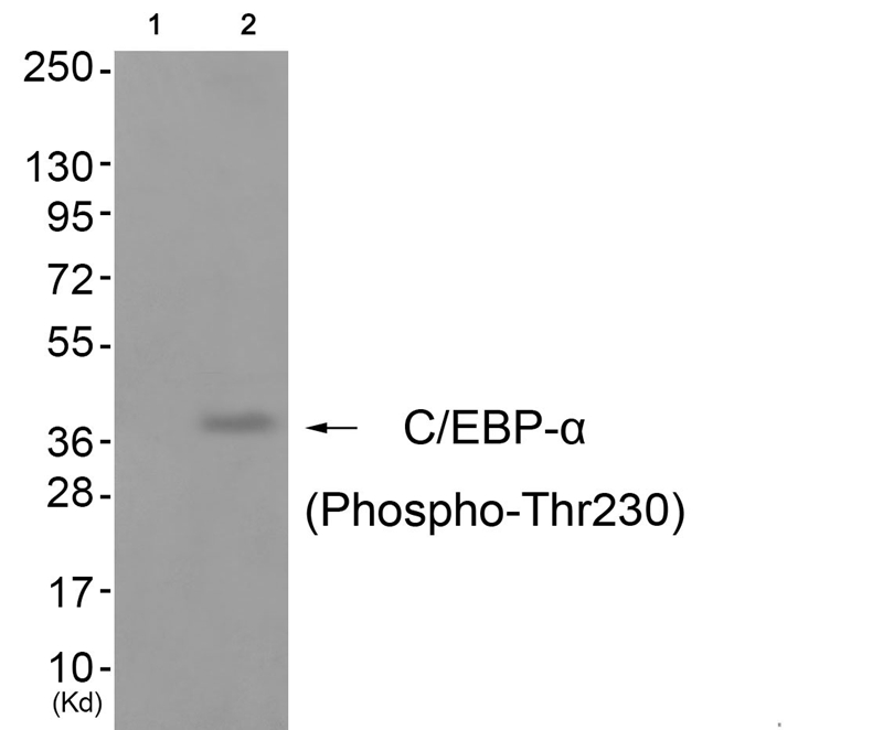 Rabbit Polyclonal Antibody to C/EBP-α (Phospho-Thr230)