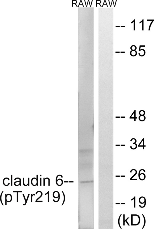 Rabbit Polyclonal Antibody to Claudin 6 (Phospho-Tyr219)