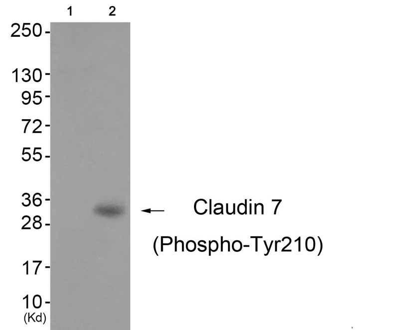 Rabbit Polyclonal Antibody to Claudin 7 (Phospho-Tyr210)