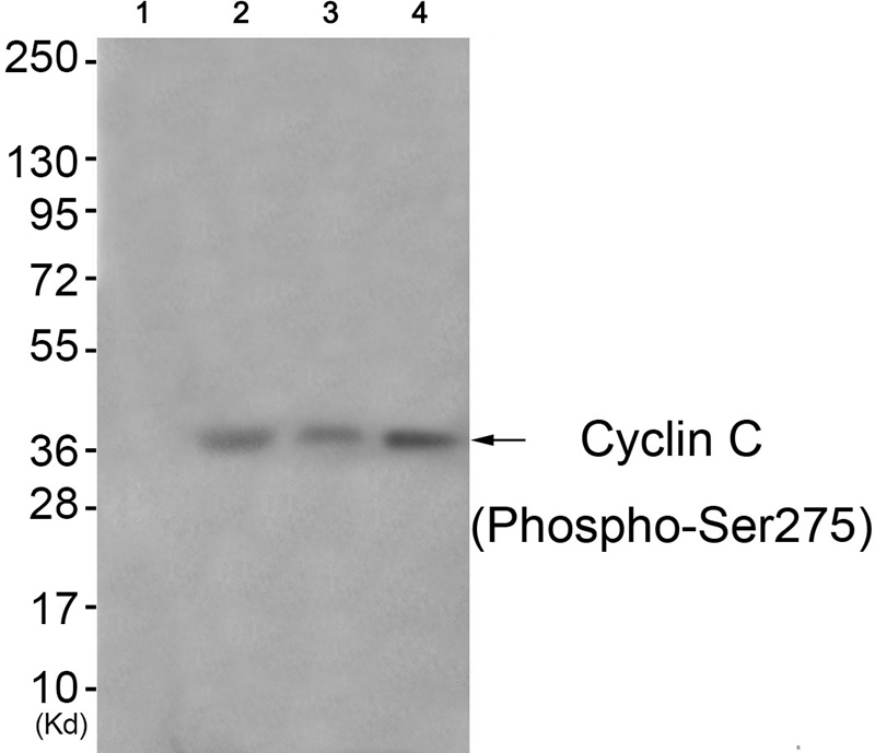 Rabbit Polyclonal Antibody to Cyclin C (Phospho-Ser275)
