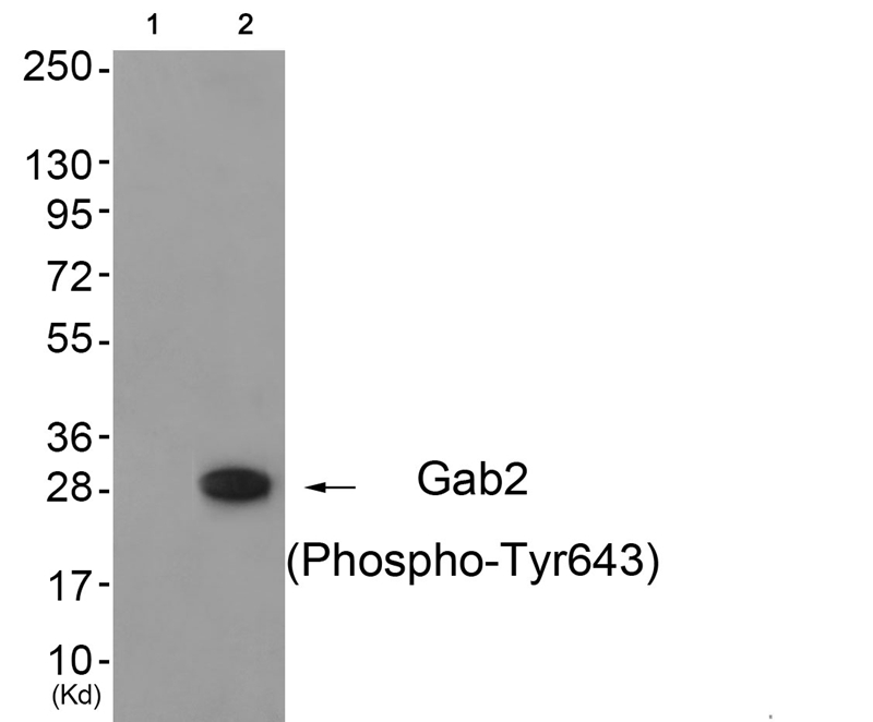 Rabbit Polyclonal Antibody to Gab2 (Phospho-Tyr643)