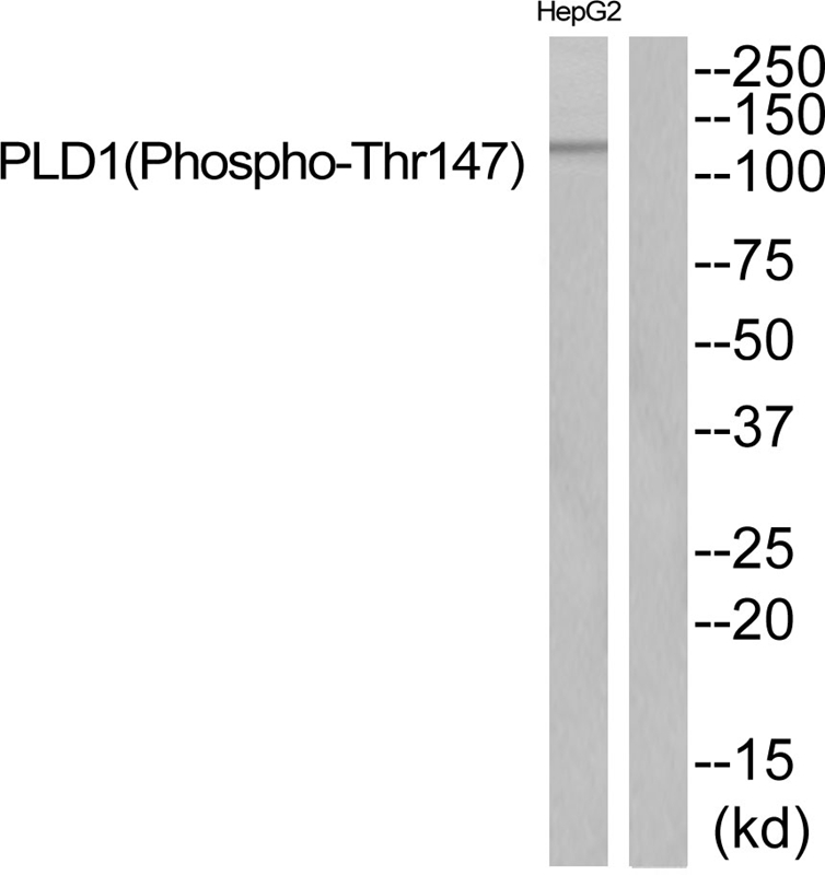 Rabbit Polyclonal Antibody to PLD1 (Phospho-Thr147)