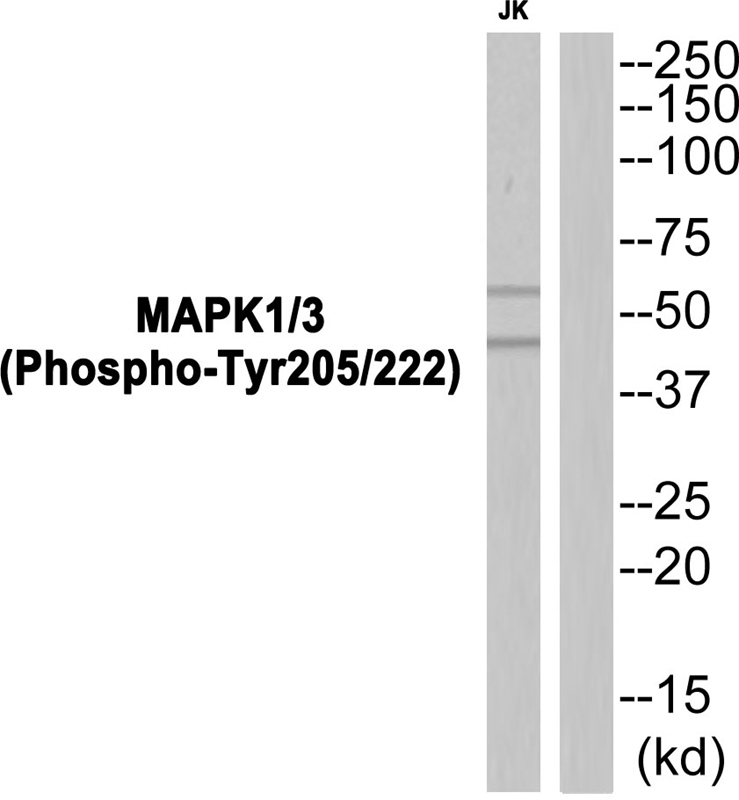 Rabbit Polyclonal Antibody to MAPK1/3 (Phospho-Tyr205/222)