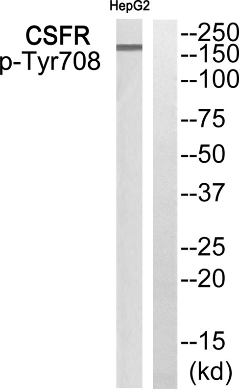 Rabbit Polyclonal Antibody to CSFR (Phospho-Tyr708)