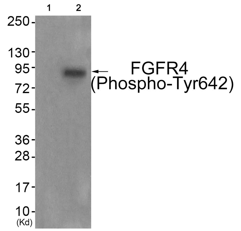 Rabbit Polyclonal Antibody to FGFR4 (Phospho-Tyr642)