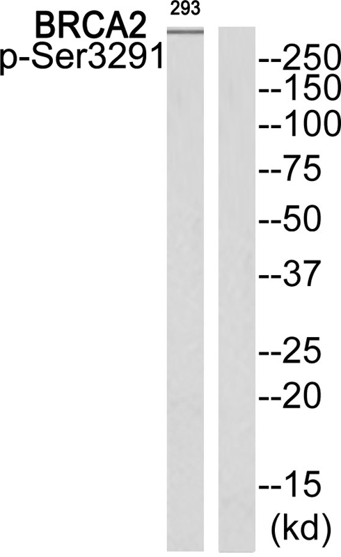Rabbit Polyclonal Antibody to BRCA2 (Phospho-Ser3291)