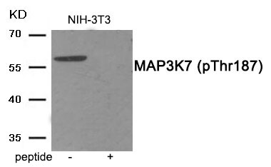 Rabbit Polyclonal Antibody to MAP3K7 (Phospho-Thr187)