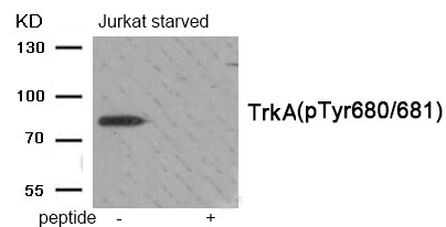 Rabbit Polyclonal Antibody to Trk A (Phospho-Tyr680/681)