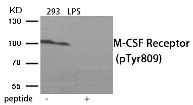 Rabbit Polyclonal Antibody to M-CSF Receptor (Phospho-Tyr809)