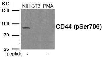 Rabbit Polyclonal Antibody to CD44 (Phospho-Ser706)